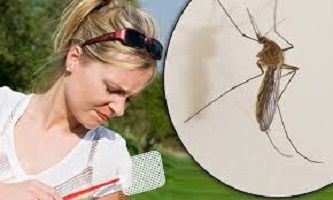 Why mosquitoes tend to bite Women More