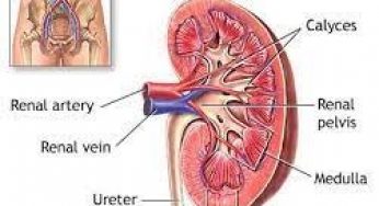 TOP 6 CAUSES OF KIDNEY DISEASE - My scholarship Baze